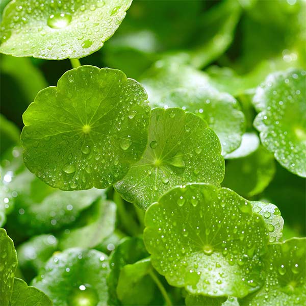 ESTRATTO DI CENTELLA ASIATICA